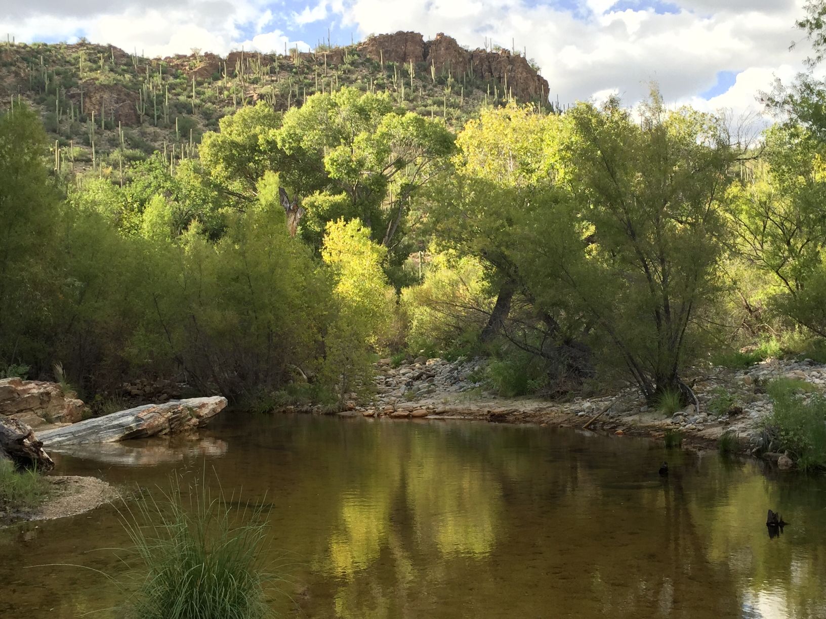 Tranquil pool and a kiss of color